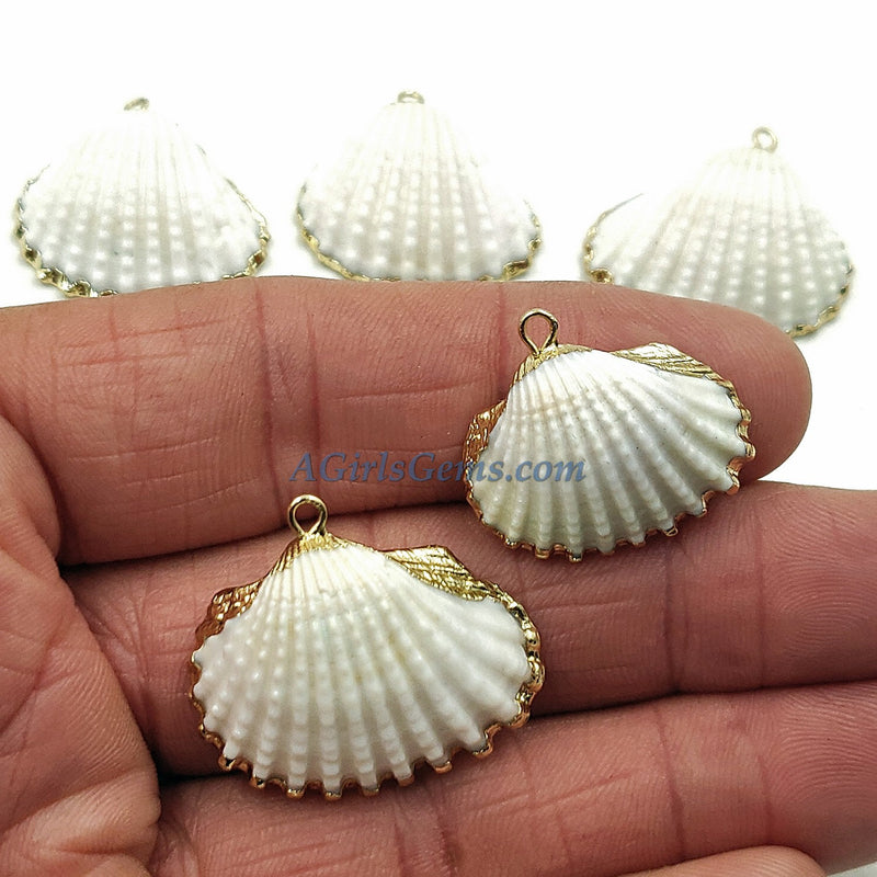 Small White Scallop Seashell - A Girls Gems