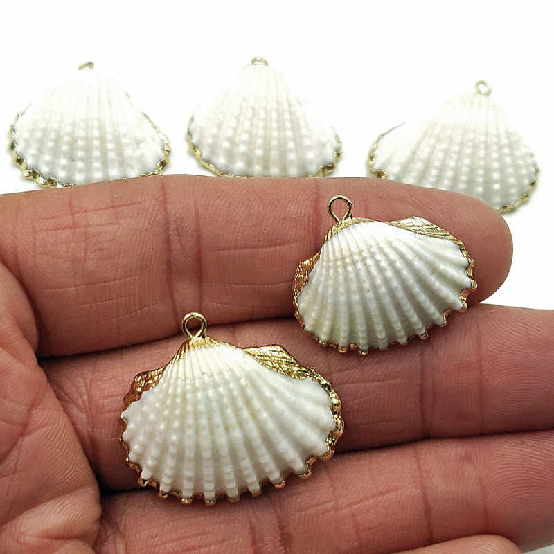 Small White Scallop Seashell - A Girls Gems